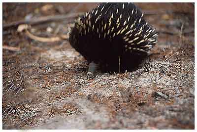 porcupine
