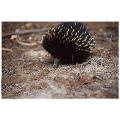 porcupine