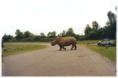 safari in canada
