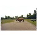safari in canada