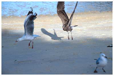 seagulls in australia
