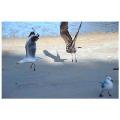 seagulls in sydney
