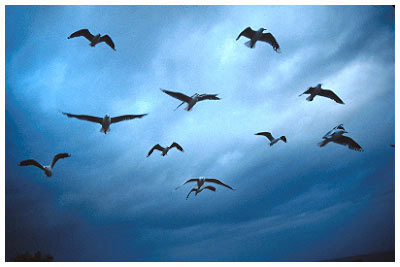 seagulls in sydney