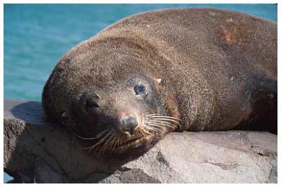 seal,new zealand