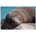 seal,new zealand