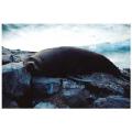seal,new zealand