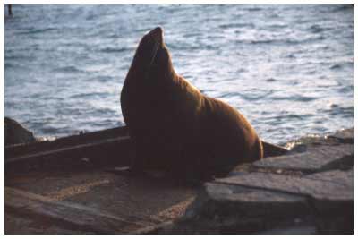 seal,new zealand