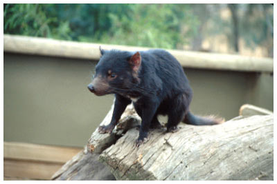 tasmenian devil,tasmenia