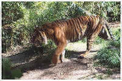 tiger