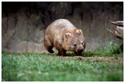wombat,australia