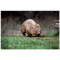 wombat,tasmenia