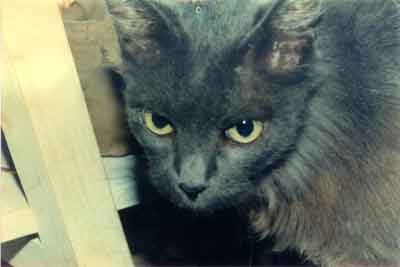 pizi perkol r.i.p