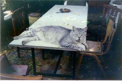 tiger perkol r.i.p