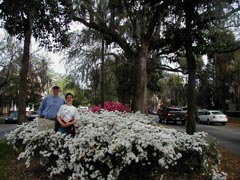 In amongst the azalias