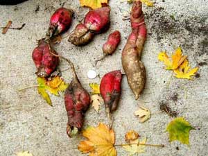 huge radishes