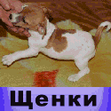 ЩЕНКИ ДЖЕК РАССЕЛ