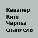 ЩЕНКИ ДЖЕК РАССЕЛ