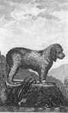 Representaci�n del siglo XIX del gran perro de aguas