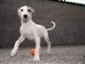 VISITA LA P�GINA DEL NOBLE PERRO GALGO Y CONOCE SU TRISTE REALIDAD.