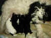 CITAS DEL PERRO DE AGUAS EN LA LITERATURA ESPA�OLA