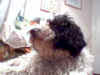 OR�GENES DEL PERRO DE AGUA ESPA�OL