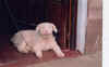 Perro rosa o piel color rojo cereza, cuyos or�genes de piel se retrotaer�an a las Islas Canarias