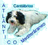 Bienvenido a la p�gina web del perro de aguas espa�ol dedicada a la perrosita Greta y perrosete Guaqui.