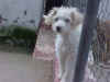 ENLACE EXTERNO A PERROS Y GATOS EN ADOPCI�N