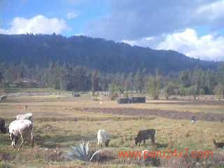 CAMPO ANDAHUAYLAS