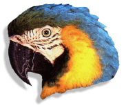 Guacamayo Azul