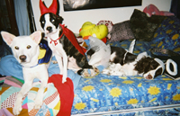 The Dogs