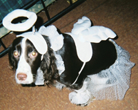 Angel Chewy