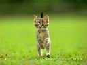 cat.jpg