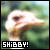 Shibby! - Dude, Where's My Car?