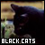 Shadow - black cats