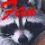 Raccoon Fanlisting