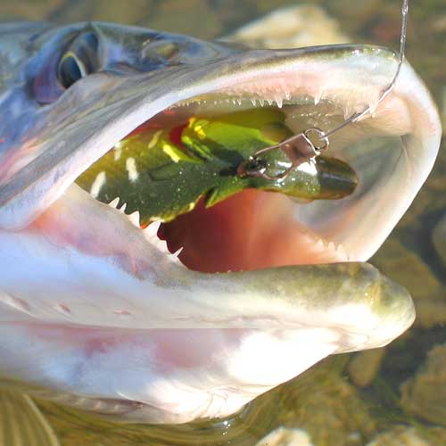 LUCIO CON RAPALA