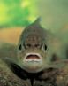 truchita