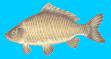 carpin