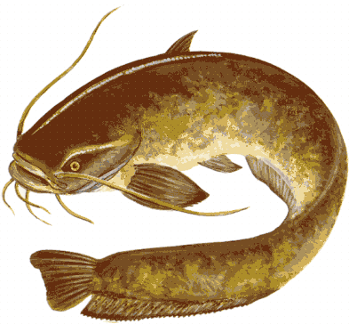 SILURO GRANDE
