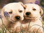 Perritos