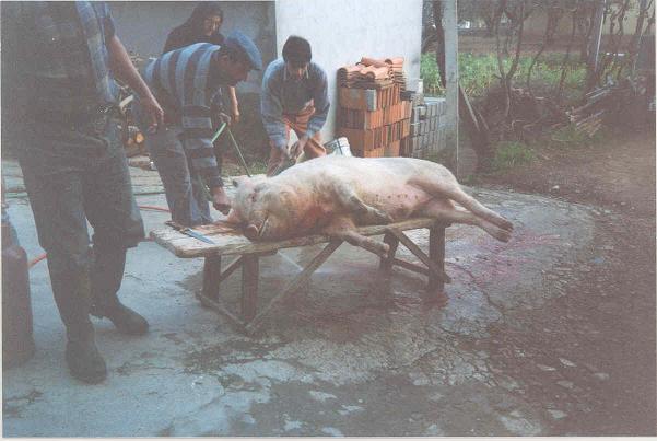 Matan�a do Porco (2� Imagem)
