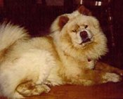 Our poochini