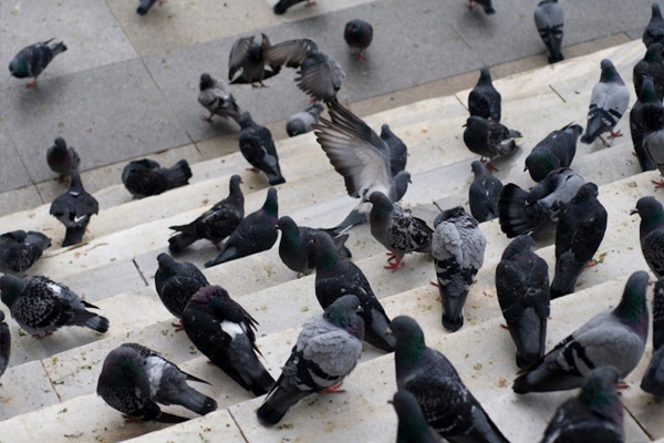 bird-pest control services in ahmedabad