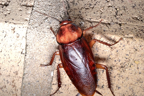 cockroaches pest control in ahmedabad