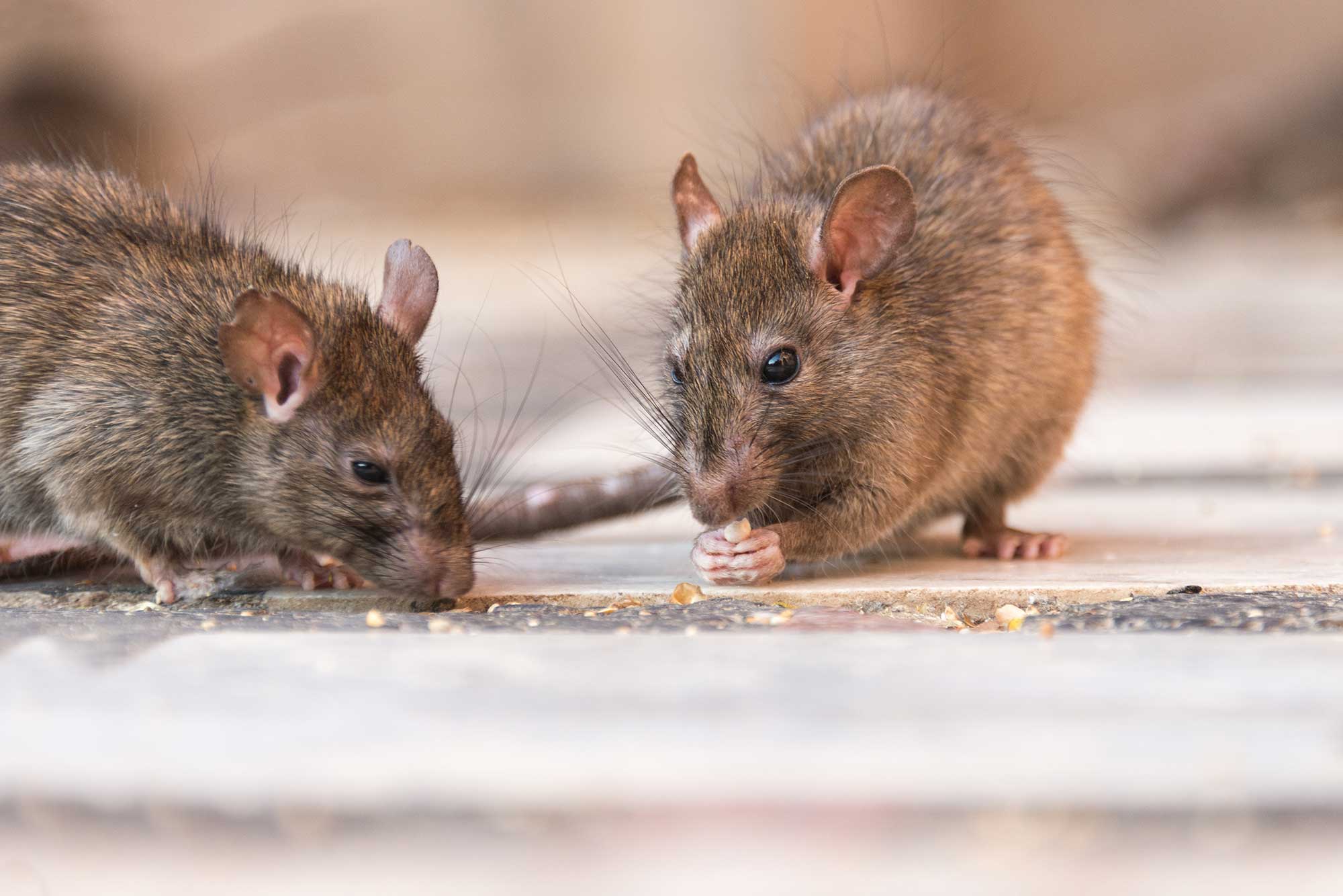 rodent pest control in ahmedabad