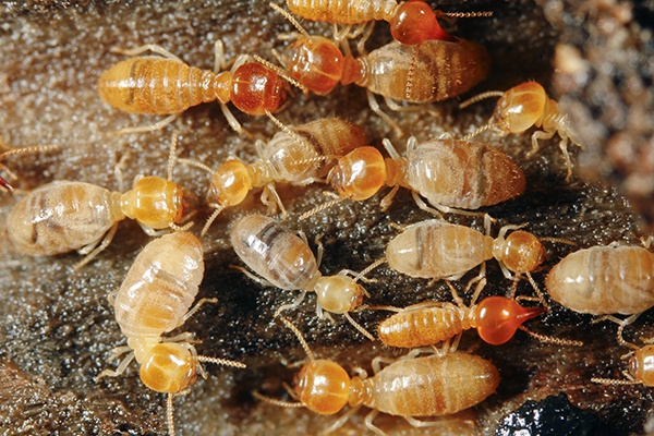 termite control services