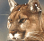 My favourite - Lynx
