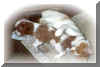 candy_gabby.jpg (26058 bytes)