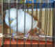 sparky1.jpg (93143 bytes)